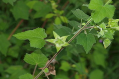 Hibiscus vitifolius